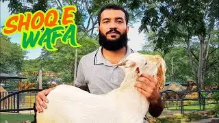 SHOQ E WAFFA is live! 2-11-25
