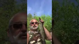 KILLER FISH 007 !!! TAGANKA 2023 !!! #fishing #commoncarp #carpfishing #carpworld #fish #carps