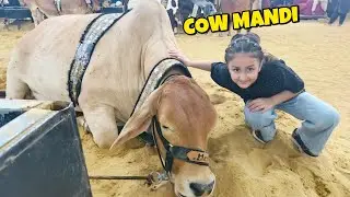 Cattle farm me bohat enjoy kia humne specially amna😍bohat VIP janwar dekhe😍