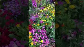 Anchorage Alaska flowers in my backyard