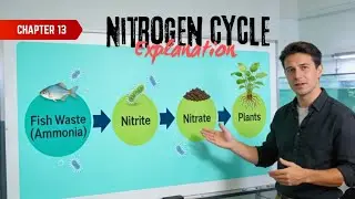 Nitrogen Cycle in Aquaponics | Neural Organics