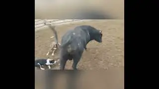 Dog vs Bull | dogs controlling bulls