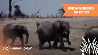 Endangered Species Day | Mutual of Omaha's Wild Kingdom