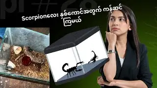 Asian forest scorpion လေး နှစ်ကောင်အတွက်နေစရာဖန်တီးကြမယ်🦂🦂#youtubeshorts #youtubevideo #myanmar 