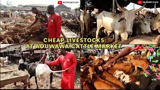 THIS MAN LIVESTOCK IS SO CHEAP COW GOAT RAM HAUSA GOAT AT ADUWAWA CATTLE MARKET 