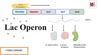 Lac Operon