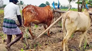 New Bullock Cart Sugarcane loans ploughing and riding // eddulu video#BullockCart