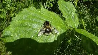 Bumblebee Hoverfly, Volucella bombylans, Hommelreus, De Brand, NB, the Netherlands, 28 May 202 (2/5)