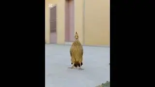 Dakni Teetar #trinding #viral #foryou #farming #nature #trending 💎 🕊 ✨️ &hearts;️ 