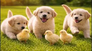 😍🐕 Cute Puppies Play Tug-of-War with Toys | Funny Dog Barking Moments