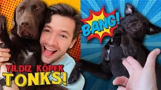 Tonks Eğitimde Neler Öğrendi? - Evde Köpek Bakımına Dair Her Şey