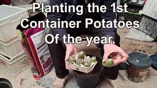 Planting the first Potatoes of the year.