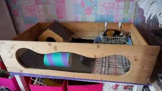 How To: Build A Guinea Pig Cage