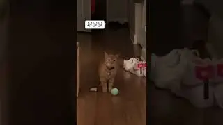 I GO MEOW ORIGINAL | Cala the 'I go meow' cat original meowing clip