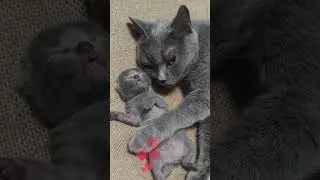 The mama cat and her babies are always together&mdash;how heartwarming