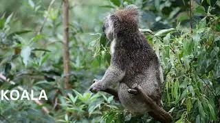 Australian Wildlife Adventure - Exploring the Unique Animals of Australia