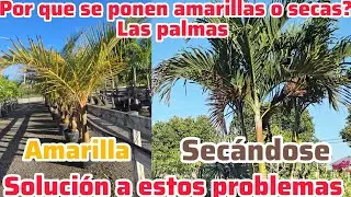 Por que se secan las palmas o se ponen amarillas? Causas y soluciones 