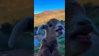Cute Goat Kids calling Mama &hearts;️ ✨ 🥰 😍 #shorts #kids