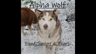Alpha Wolf - Blood, Sweat & Tears[Official Video](Prod. By Epik The Dawn)