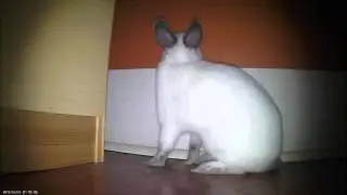 SCARY---EASTER BUNNY CAUGHT ON FILM
