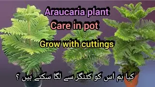 Araucaria Heterophylla Norfolk island pine care / Christmas tree //Bloom with SI 