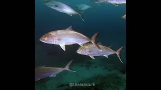 Amberjacks (Seriola Rivoliana)