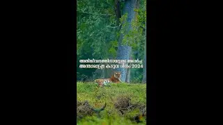 Roaring for Survival: International Tiger Day 2024 | Wildlife Conservation Video