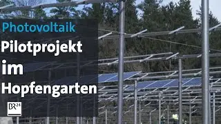 Pilotprojekt in der Hallertau: Strom und Hopfen ernten | Abendschau | BR24
