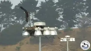 Tully last seen on nest | Sep 14, 2024