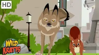 Wild Kratts| Coyote hunts a squirrel in the big city| Adaptable predator in human settlements 🐺🏙