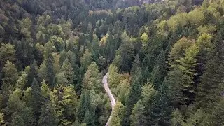 Mountain Forest Road Stock Video