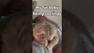 My clingy fur baby 😂 #viral #trending #fyp