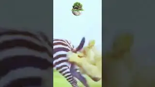 Zebra lion chase scene #shortvideos #wildlifemoments #lion #zebra #viralvideos #trend #subscribers