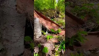 Tree Bark on a Scenic Washington Trail #nature #shorts #treebark