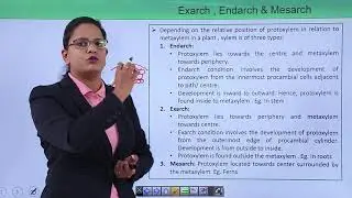 Class10th – Types of Xylem and Phloem | Xylem | Tutorials Point