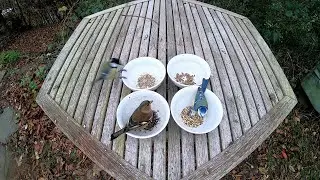 Grassamen, Mariendiestelsamen, Wildsamen & Keimsamen f&uuml;r V&ouml;gel | Futtertest