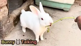 Bunny Scream & Bunny Talking 🤪🙏🏻❤️