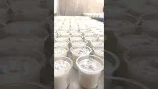 Malai Lassi #lassi #shortsvideos #youtubeshorts #video #song #saturday