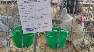 Păsările si iepuri de la expozitia asociatiei PAJURA!!-PREZENTARE