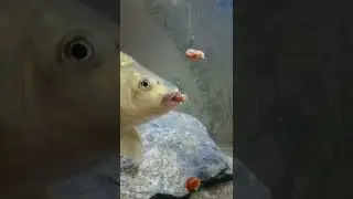 c&oacute;mo se debe sacar un pez con anzuelo