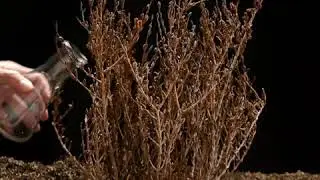 The miracle resurrection plant | Reviscentalis (tm) | Giorgio Armani