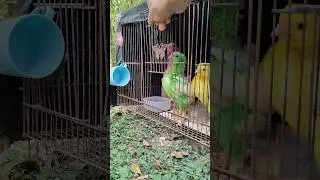 colorful chicks come out of their house #shorts #chick #pets