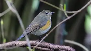 Red-flanked Bluetail and Pelagic in Washington State