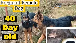 German Shepherd Female Pregnant 40 Day || Female Dog Pregnant Symptoms
