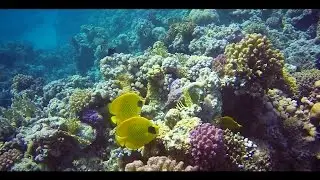 Most Awesome Diving - Masked Butterfly Love