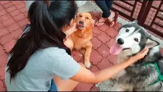 Husky Meets Golden Retriever | Hopefully Weekly Videos | S01E03