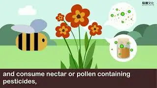 B3R2 課文動畫(英文字幕版)(The Mystery of the Disappearing Bees)