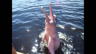 Amazon 05 (dolphins)