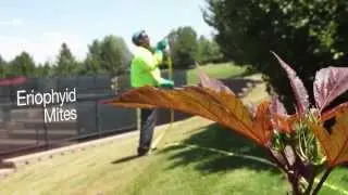 Eriophyid Mites Control - Denver and along the Front Range