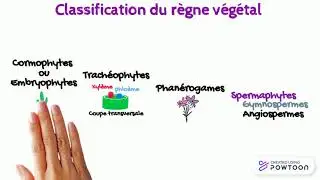 Angiospermes 1 